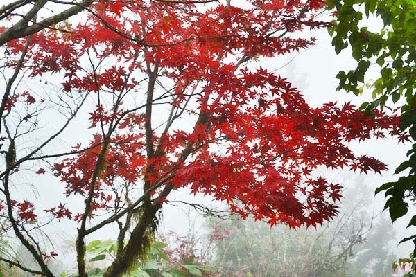 AutumnBlame