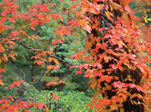 AutumnBlame