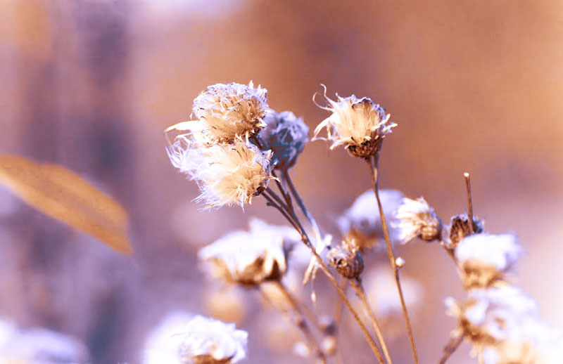 Chrysanthemum