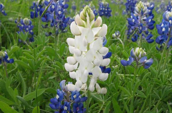 Flower from India