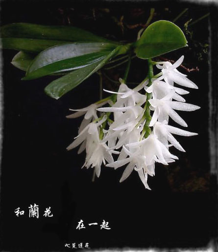 WithAnOrchid